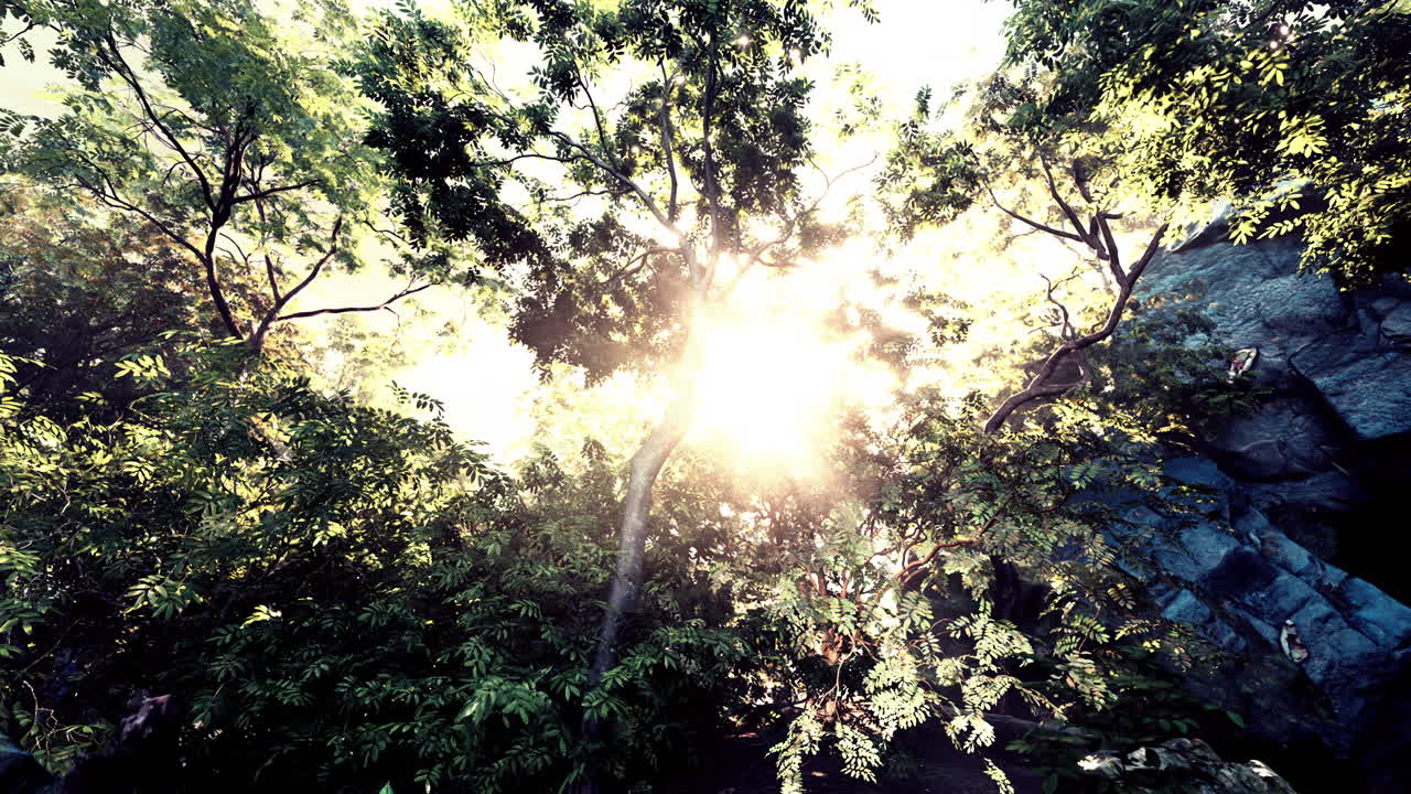 la luz solar se filtra a través de los árboles del bosque