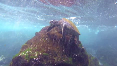 underwater of pacific green turtle surfacing at punta vicente roca on isabela island in galapagos national park ecuador