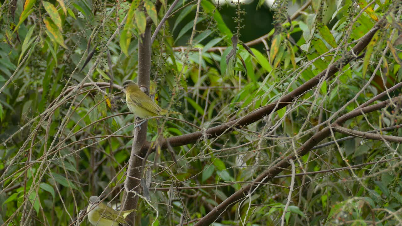 dos pájaros amarillos de la misma especie revoloteando en las mismas ramas, mirando a su alrededor antes de volar fuera del marco