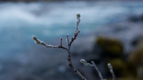 branch of a downy tea-leaved willow during winter in iceland