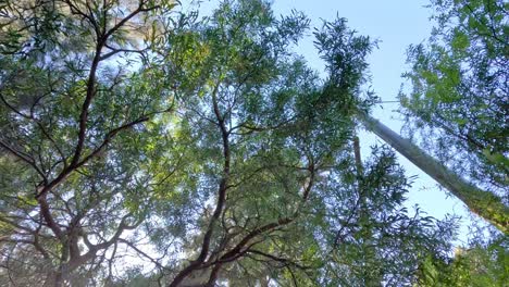 looking up at trees and sky