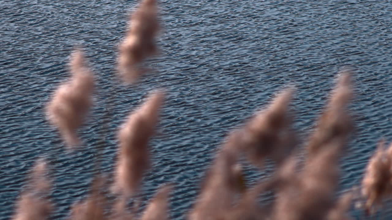 Water and Pampas Grass