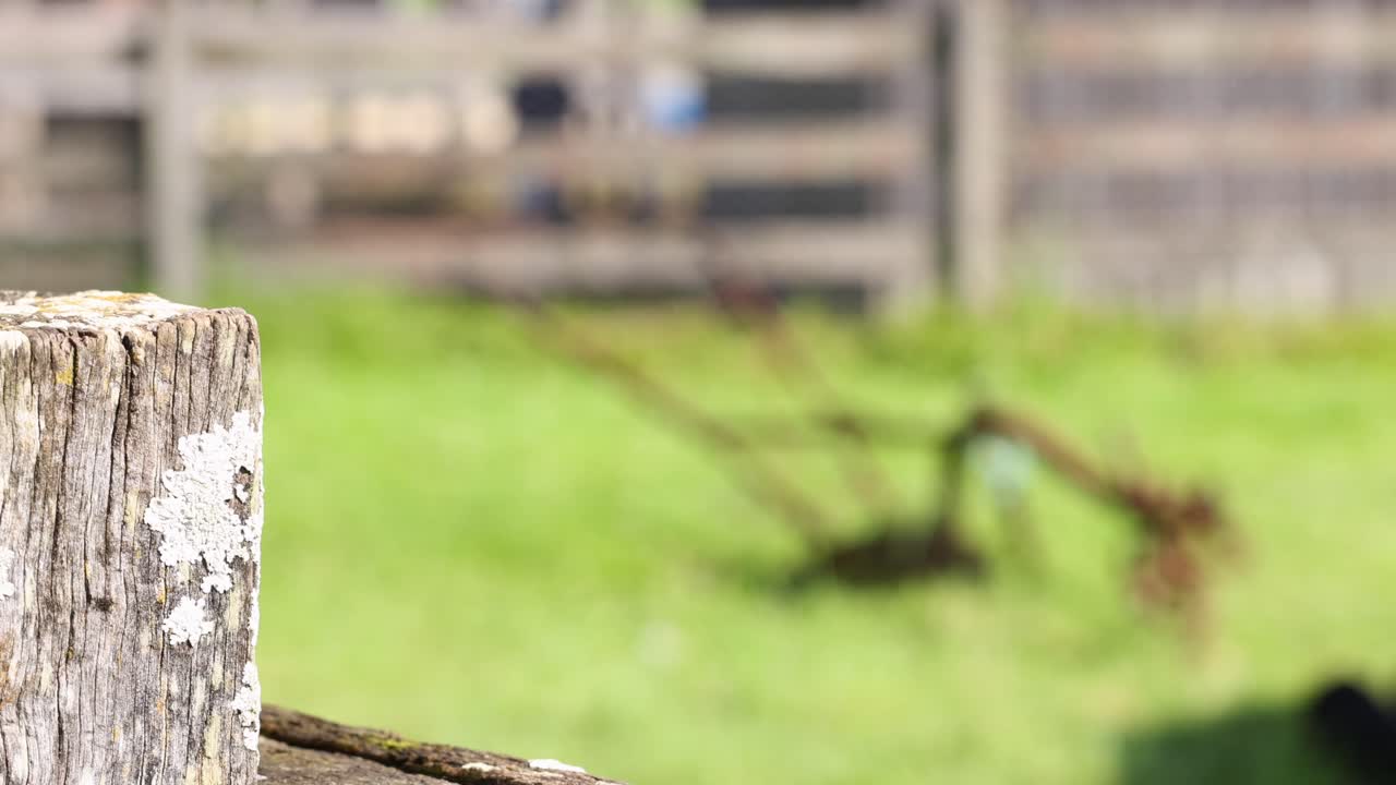 A wooden fence post in focus with a blurred farm background in bright daylight at Byron Bay