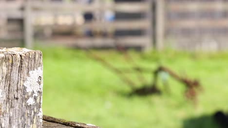 a wooden fence post in focus with a blurred farm background in bright daylight at byron bay
