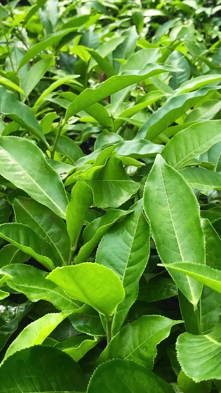 Vertical View Of Tea Leaves Close Up Garden Plantation Landscape