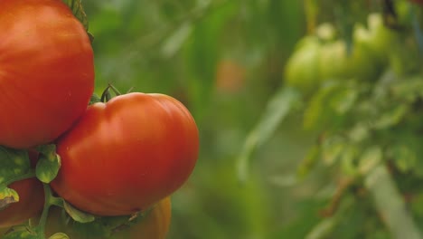 tomatoes in different colors with different species-7