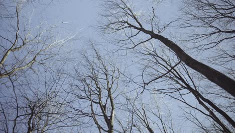 under trees with view from below into the treetops with bare branches and twigs against a blue sky