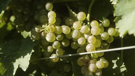 Close-up-of-a-green-grapes-in-the-vineyard