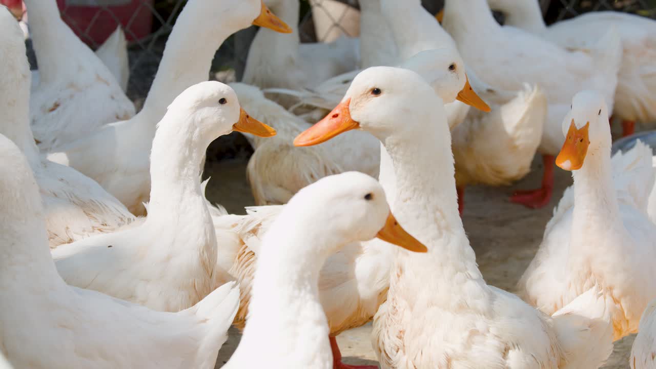 Un grande gruppo di anatre bianche con becchi arancioni sta in piedi in un recinto soleggiato