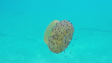 medusa cotylorhiza tuberculata en el prado de posidonia del mediterráneo