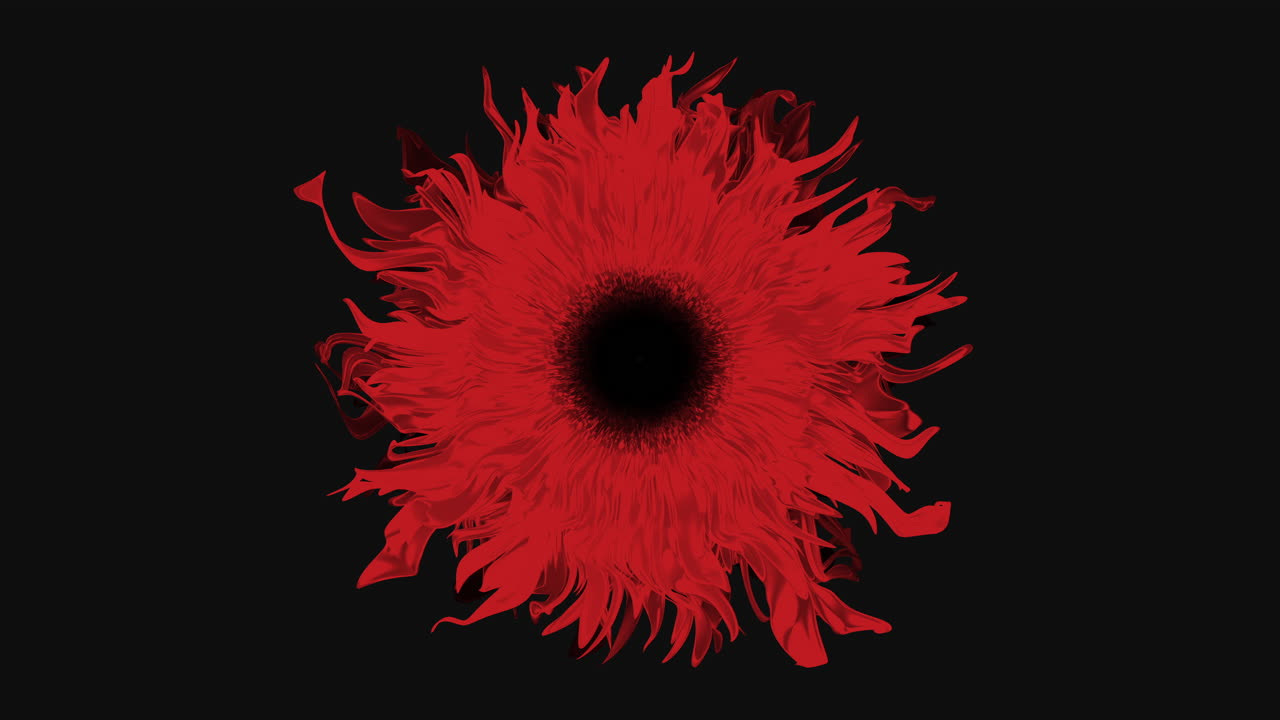 Fiore rosso sorprendente con petali e centro neri