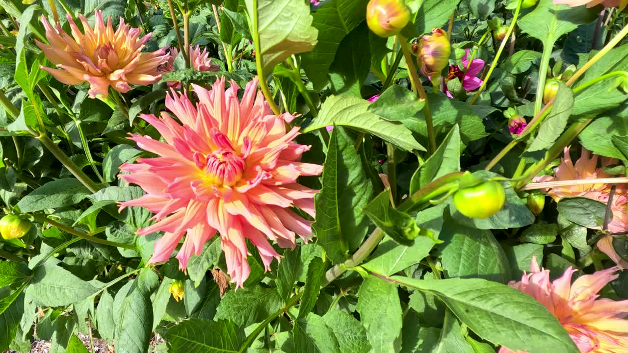 Un vivido fiore di dalia rosa-arancio e boccioli circondati da un lussureggiante fogliame verde sotto la luce intensa del sole, catturati con un movimento di camera lento e costante in un giardino botanico.