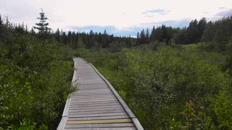 el paseo marítimo de castores es un camino único de madera que serpentea a través de humedales y estanque de castores en pleno funcionamiento en hinton, alberta con áreas de asientos, señales interpretativas y dos torres de observación