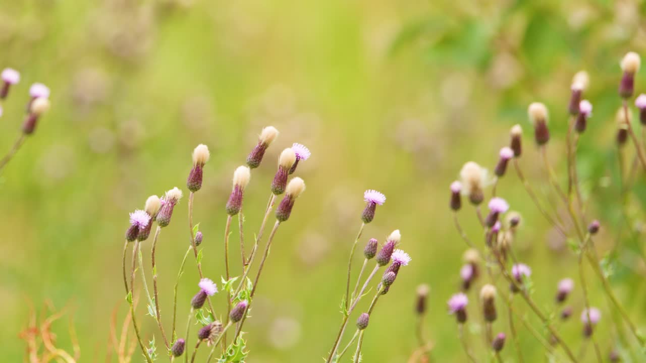 Close-up of purple thistle flowers gently moving in bright, sunlit Highland grassland meadow