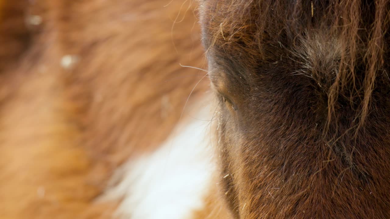 한국 과천 서울대공원 동물원에 있는 아름다운 셰틀랜드 포니 말의 극단적인 클로즈업