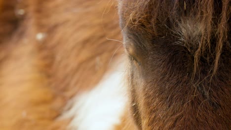 un primerísimo plano del hermoso caballo pony shetland en el zoológico del gran parque de seúl en gwacheon, corea del sur