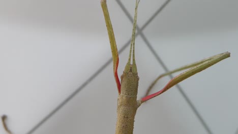 stick insect medauroidea extradentata, family phasmatidae