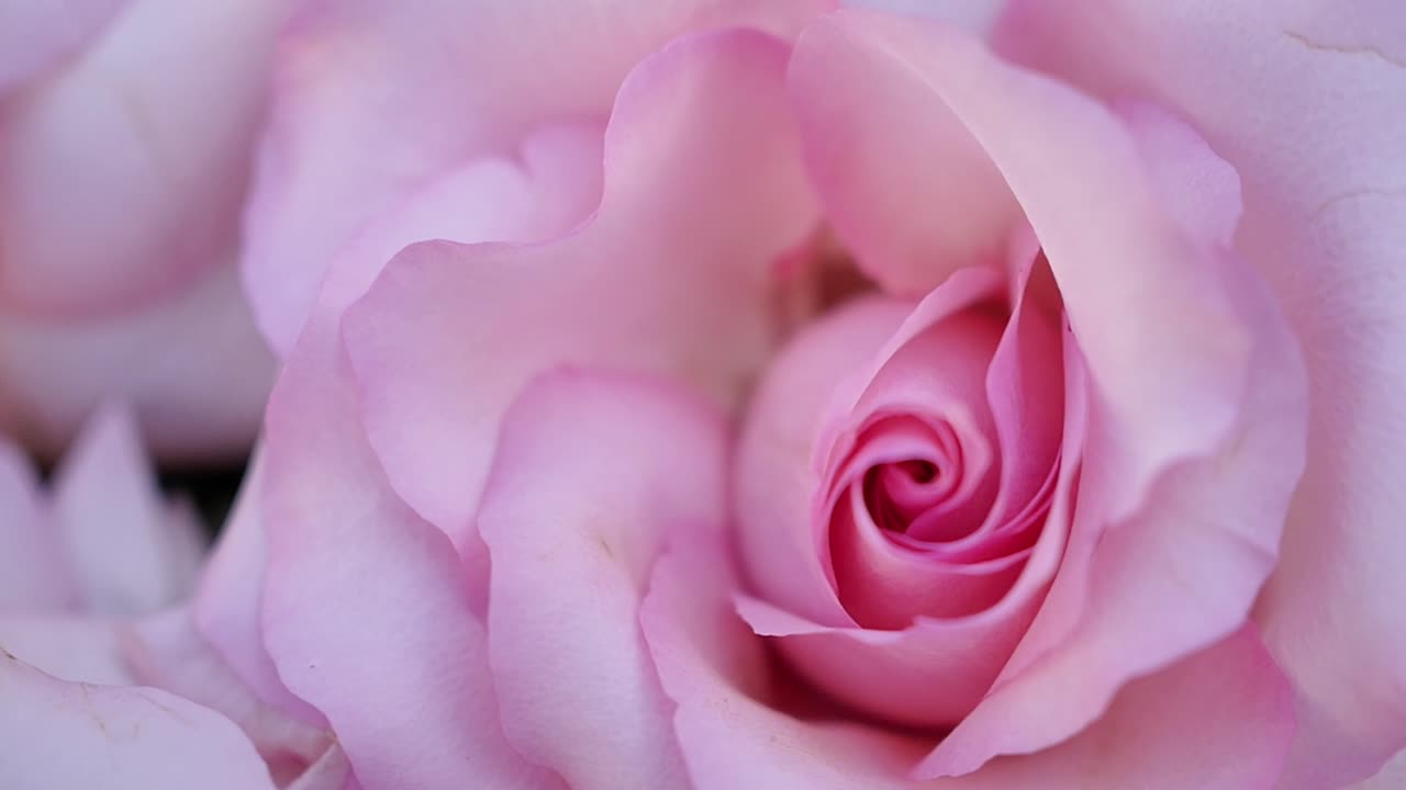 vista de primer plano macro de una rosa rosa viva
