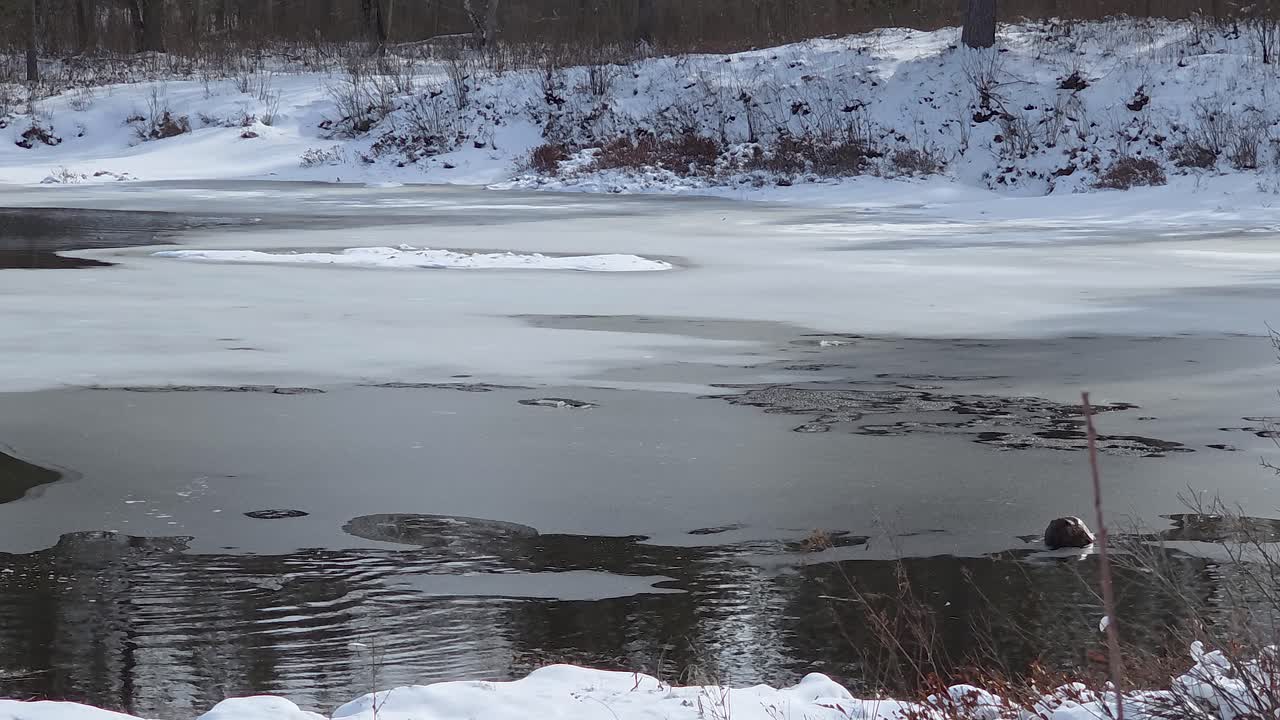 Sunny Winter Day Melts Pond to Open Pockets of Water on Surface