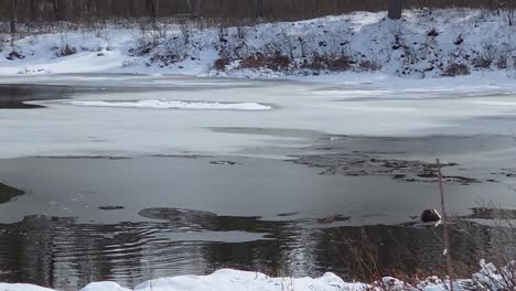 sunny winter day melts pond to open pockets of water on surface