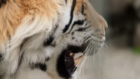 close up of a tigertiger face close up. the sleepy tiger yawns. yawning. high quality 4k footage
