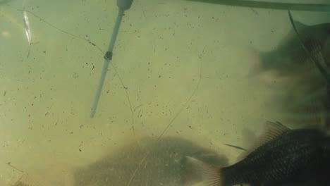 float bobber enters the lake next to the fish cluster 3