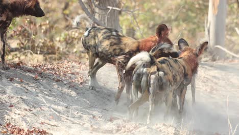 clip recortado de perros salvajes africanos en peligro de extinción jugando después de una comida en khwai, botswana