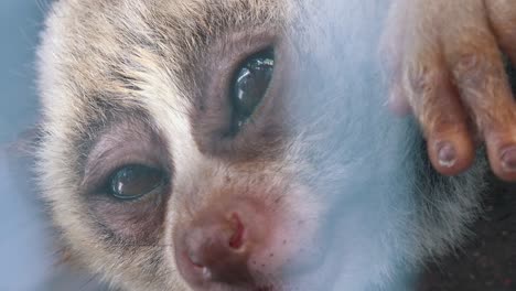 Close-Zoom-Out-of-Sleepy-Slow-Loris-in-a-Cage