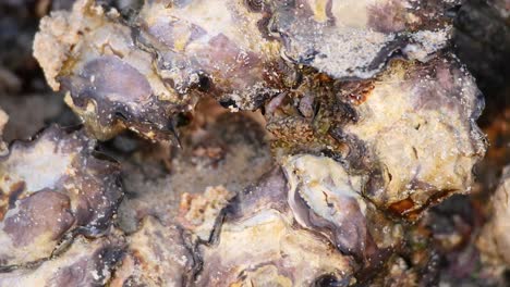 close-up of barnacles and oysters on rocky coastal habitat