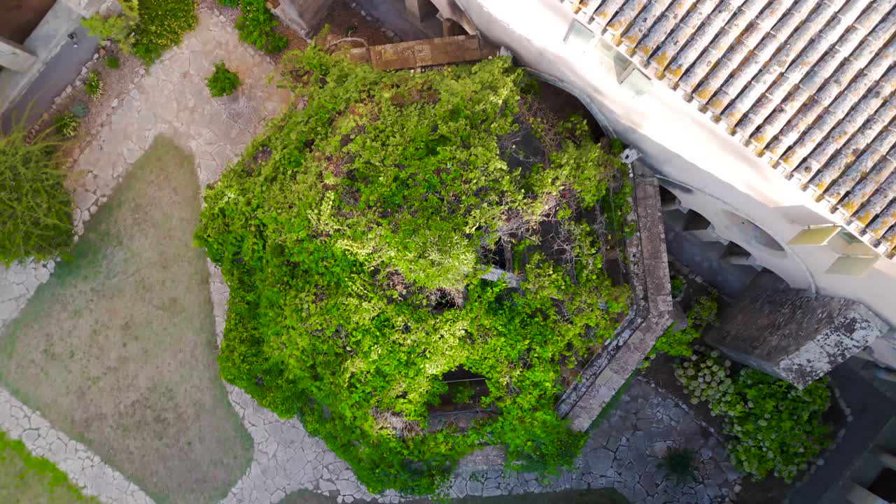 Aerial spiral shot of overgrown vines in the courtyard of a french abbey