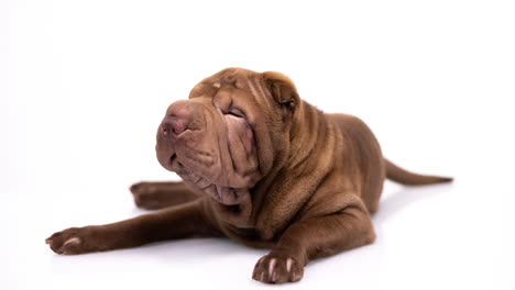 shar pei dog puppy lying down against white background