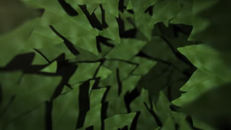 organic leaf tunnel background loop