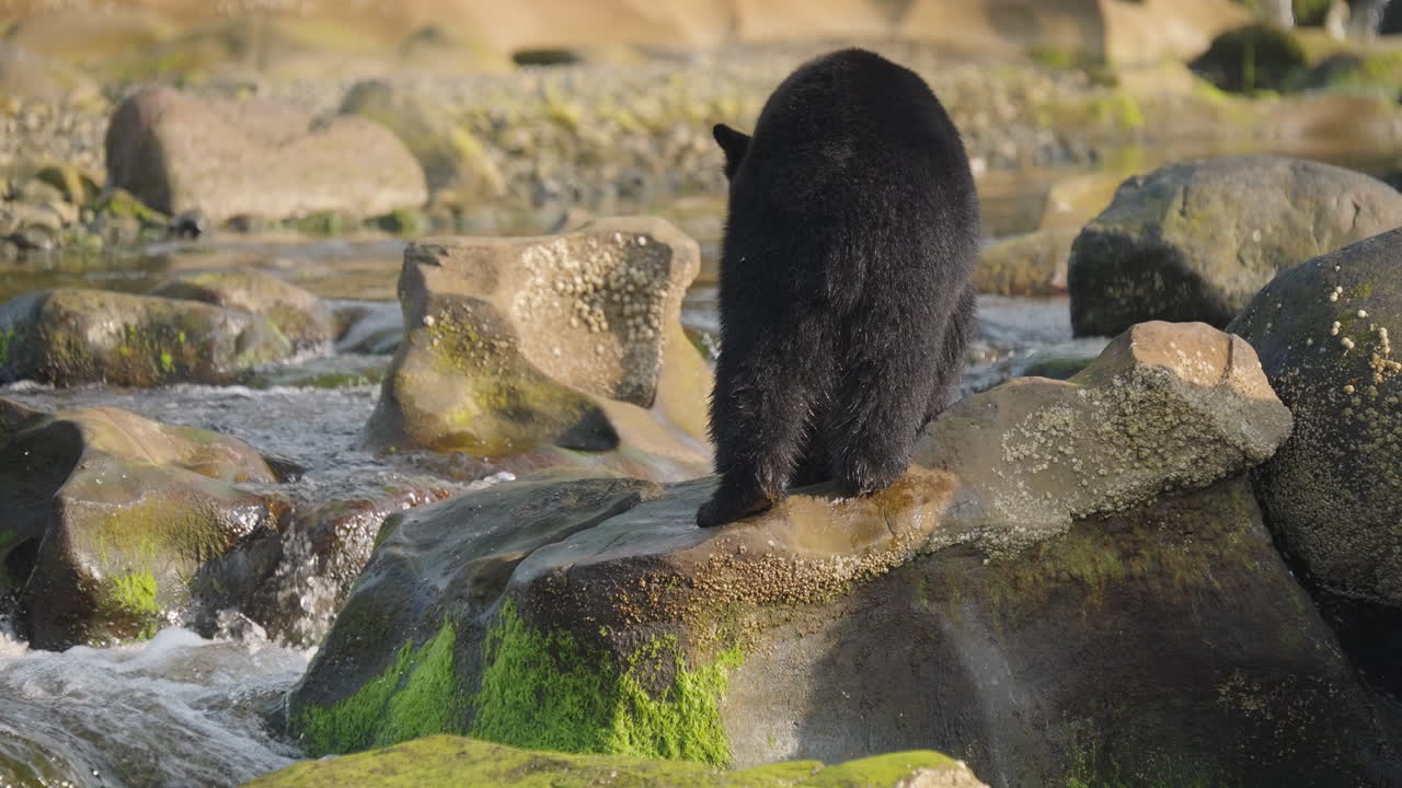 Orso nero nella Columbia Britannica, Canada, che pesca lungo la spiaggia e gli scogli per prepararsi al letargo e all'inverno