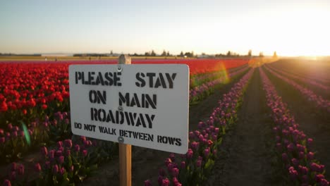 Warning sign at tulip field to stay out of the flowers