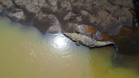 aerial shot 4k of the river with wild crocodiles in costa rica