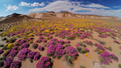 blooming desert flowers
