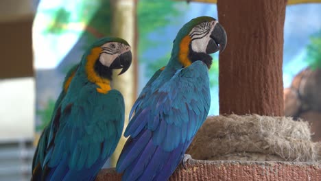 vibrant blue and yellow macaw, ara ararauna with vivid and colourful plumage, perching side by side, falling asleep in the afternoon, dozing off with eyes half close, wildlife close up shot