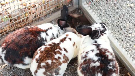 three rabbits interacting near a fence