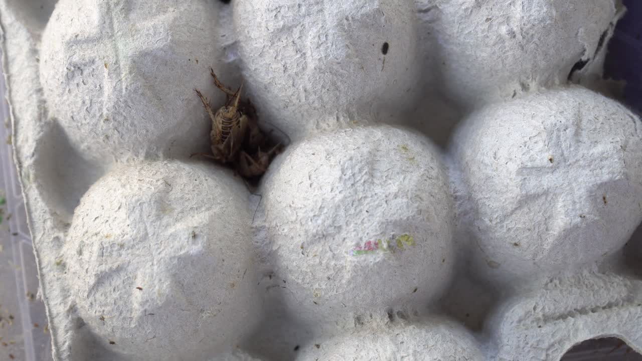 숨을 곳을 찾는 큰 수컷과 암컷 귀뚜라미