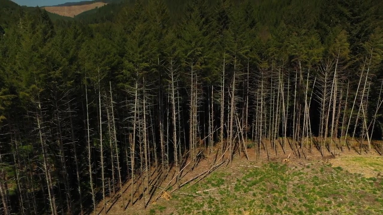 Drone shot of a forest near Portland Oregon