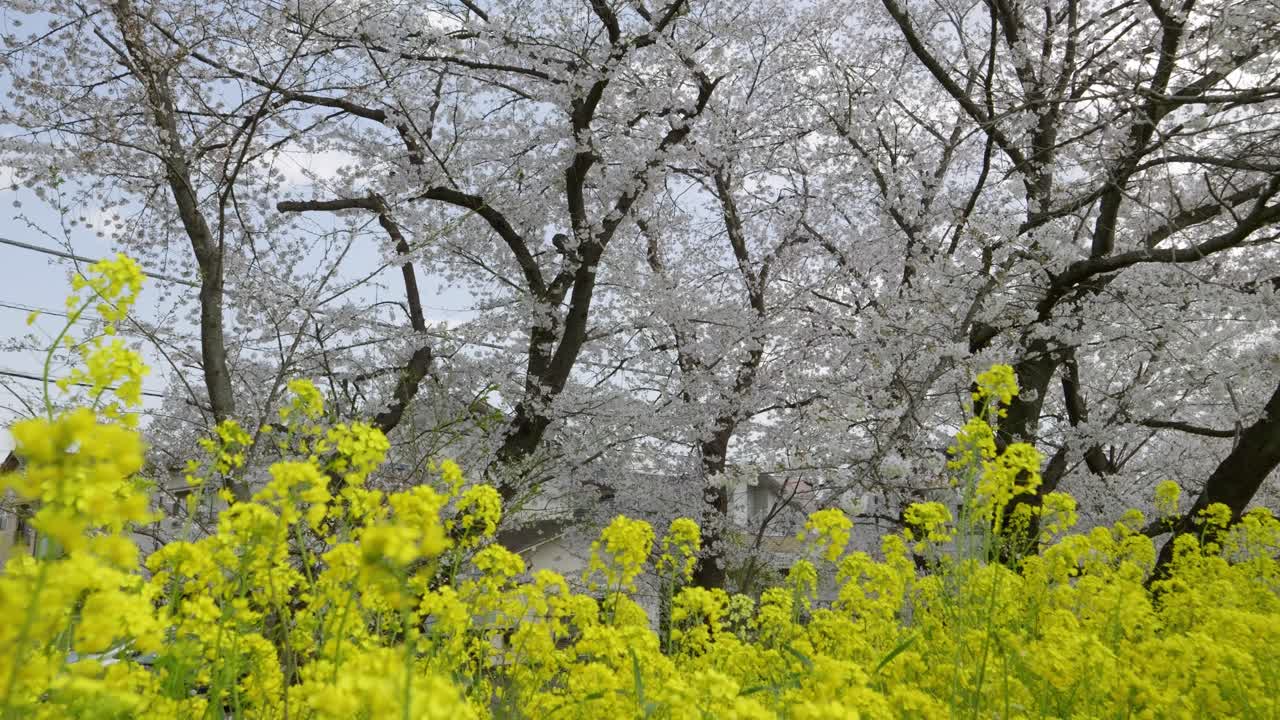 Slow motion scenery at Kumagaya cherry blossom festival in Japan