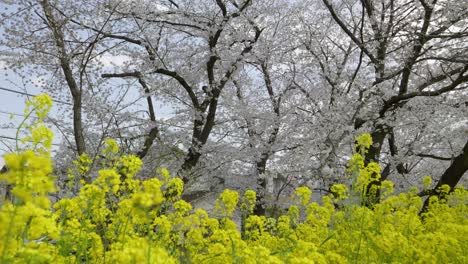 slow motion scenery at kumagaya cherry blossom festival in japan