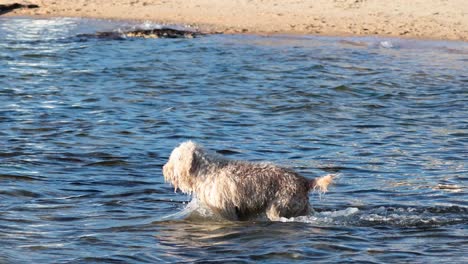 dog enjoying water at brighton beach