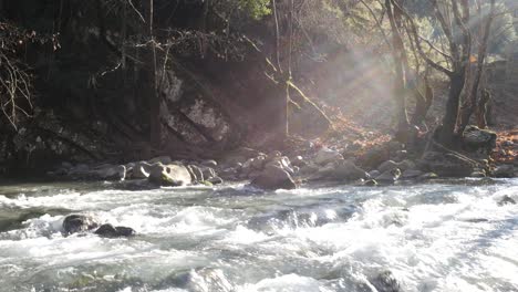 flujo de río en el bosque