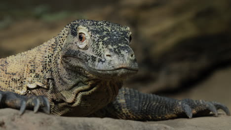 close-up shot: komodo dragon on rocky ground. rare species of animals