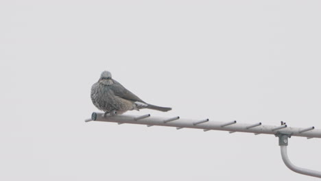 A-fixed-shot-of-a-Brown-Eared-Bulbul-hopping-on-a-Yagi-Uda-antenna-in-Tokyo,-Japan