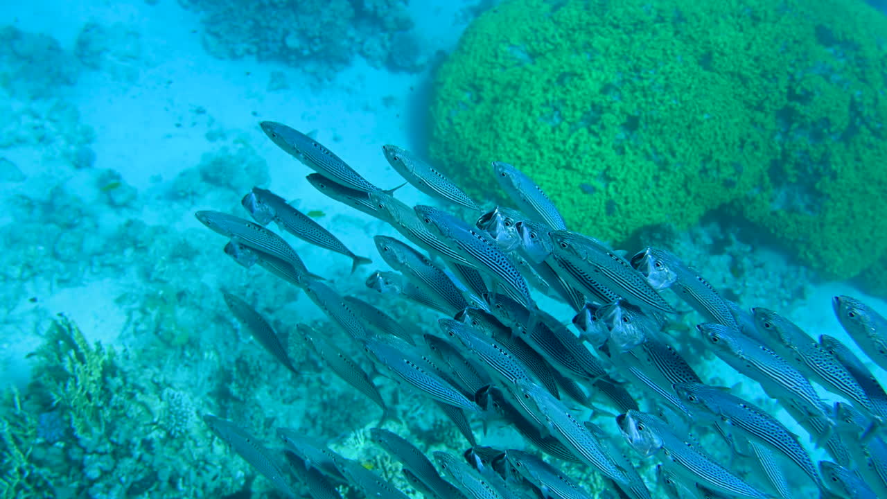 A school of Indian mackerel fish swimming in the red sea