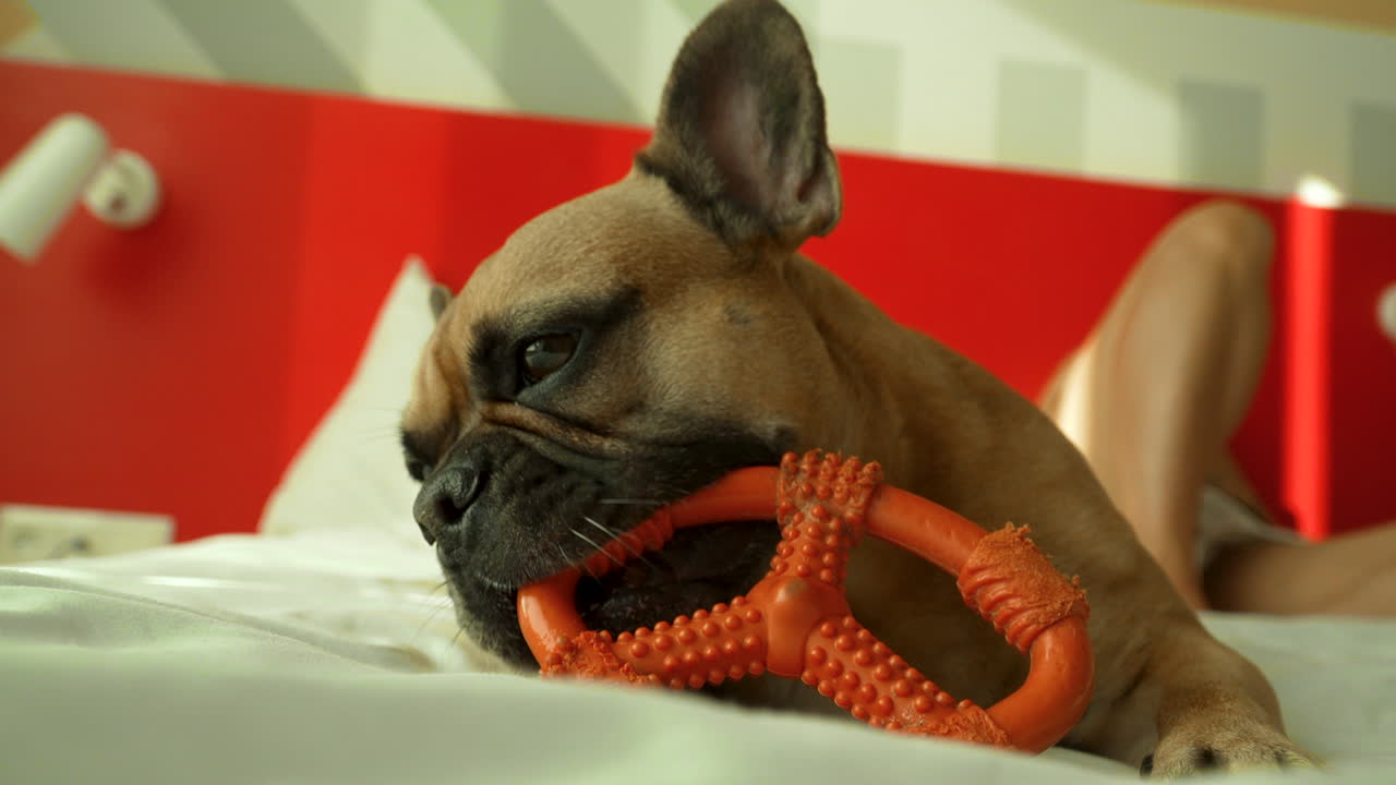 собака кусает игрушку, глядя в камеру - французский бульдог