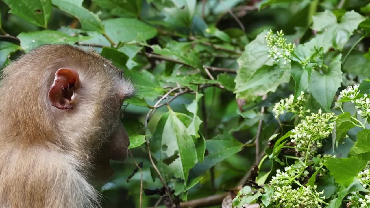 A monkey closely examines and interacts with vibrant green leaves in a dense foliage setting.
