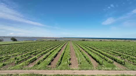 Vineyards-near-the-Cathedral-at-Maguelone-France,-Aerial-flyover-shot